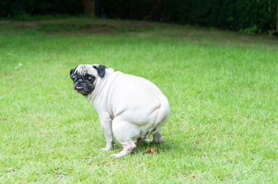 Dog Poop Clean Up - Property Cleanup Whiting, Indiana