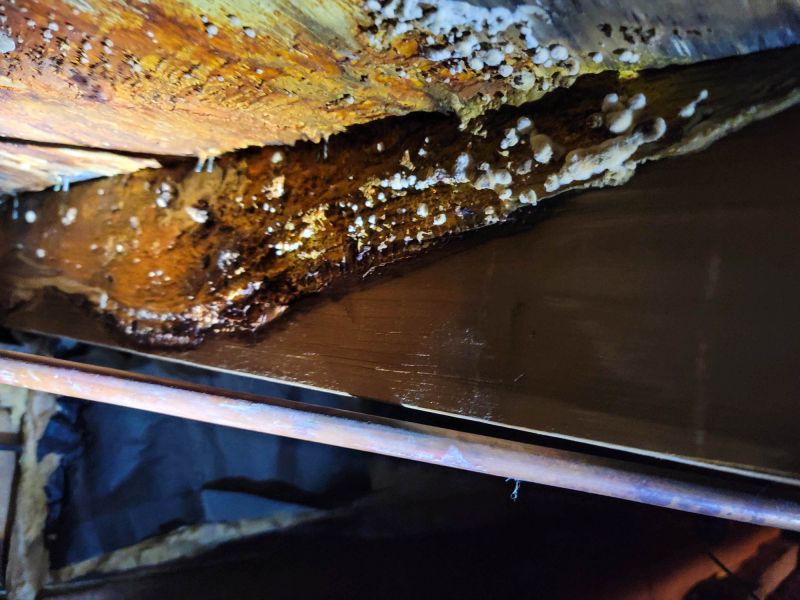 Basement Mold Remediation in Essex County, NJ