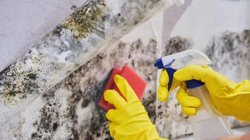 Mold Abatement in Frisco, TX