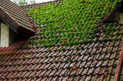 Moss Roof Removal - Property Cleanup Whiting, Indiana