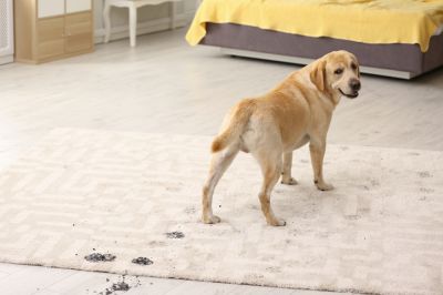 Pet Stain Removal - Upholstery Cleaners Edmonds, Washington